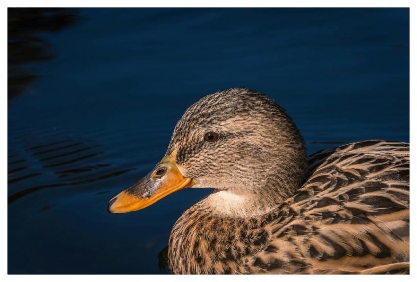 Duck Bird Water Bird Lake