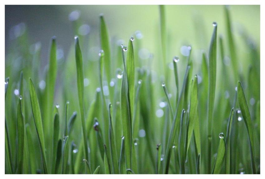 Wheat Grass Grass Green Cultivation