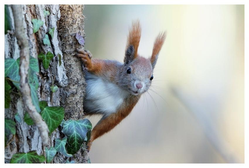 Squirrel Rodent Wildlife Forest