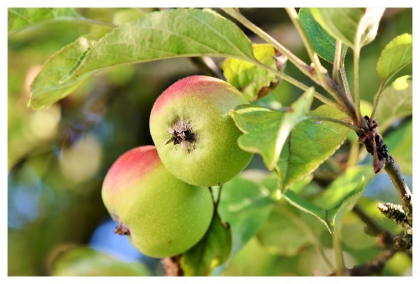 Apple Fruits Food Leaves