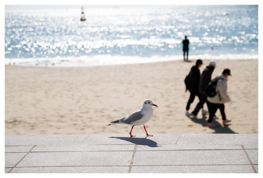 Bird Ornithology Seagull Species