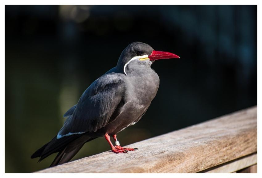 Bird Wild Bird Animal Inca