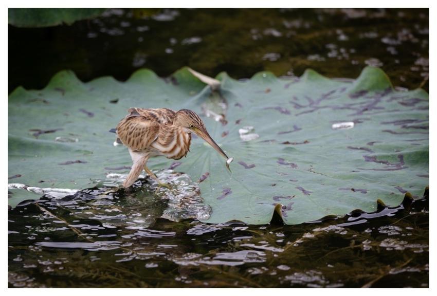 Bird Nature Animal Wildlife