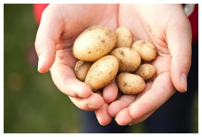 Trending Tomatoes Picture Download