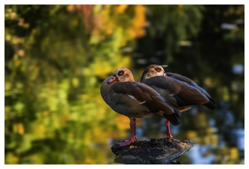 Egyptian Geese Nature Waterfowl Geese
