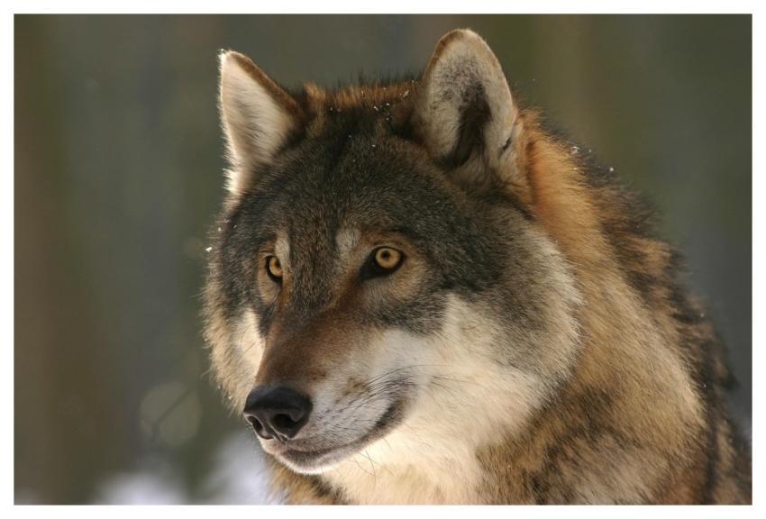 Wolf Canis Lupus Mammal European Wolf