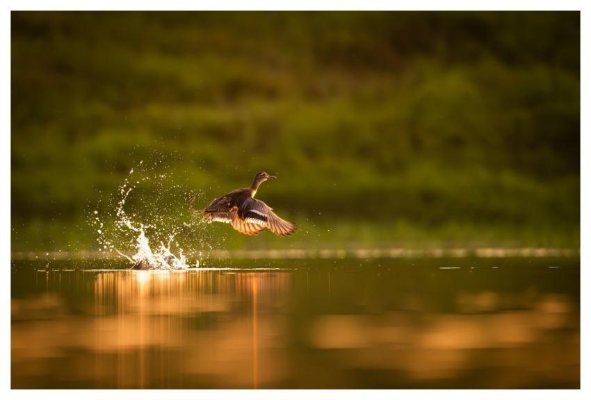 Bird Nature Animal Plumage