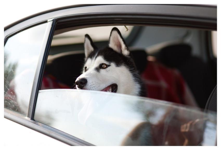 Machine Dog Window Trip