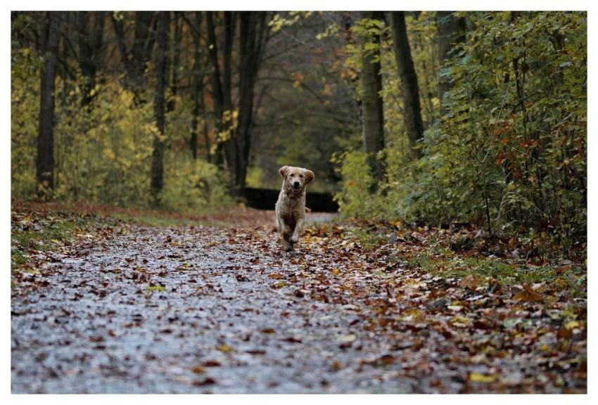 Dog Nature Wallpaper Hd Wallpaper Mac Wallpaper