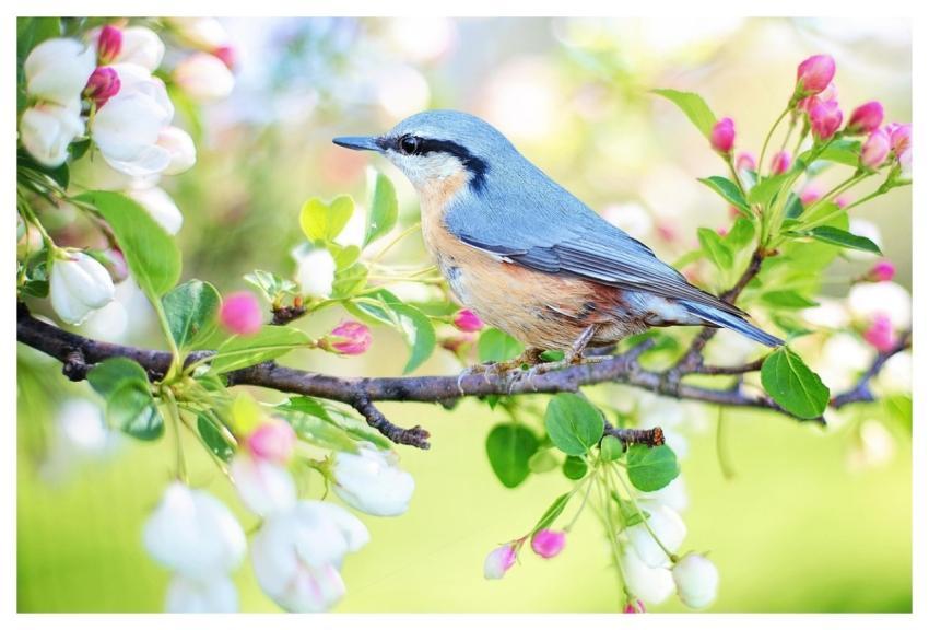 Bird Branch Perched Feathers