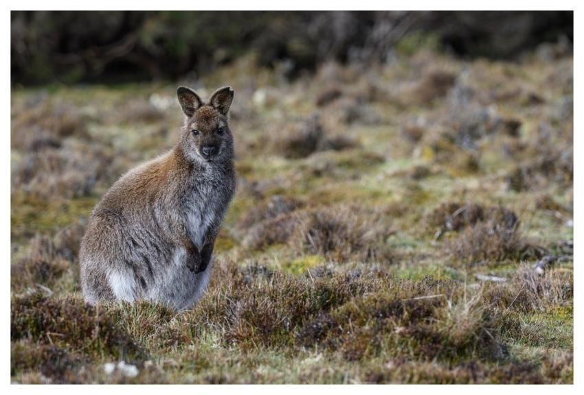 Bennetts Wallaby Red-Necked Wallaby Wallaby Macrop