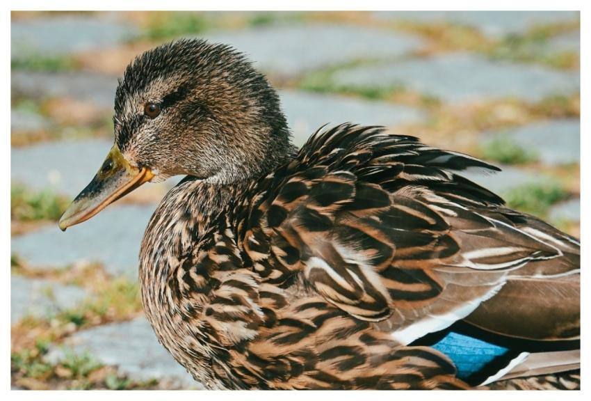 Mallard Cub Nature Duck