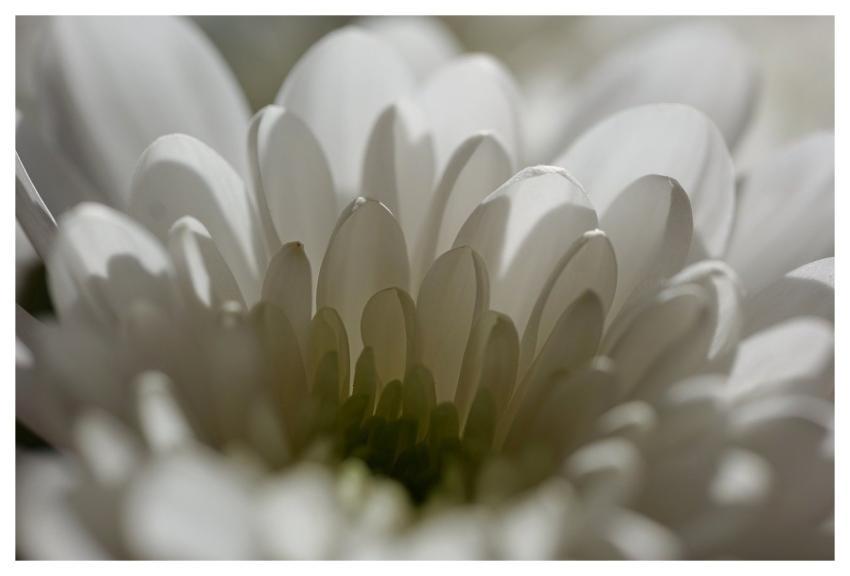 Daisy Flower Plant White Flower