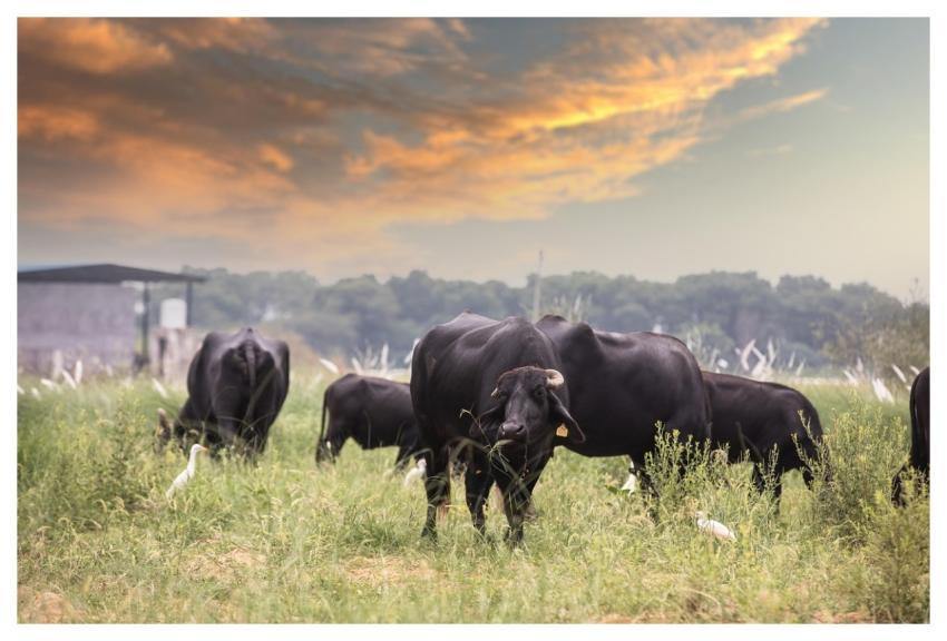 Bulls Cows Nature Cattle