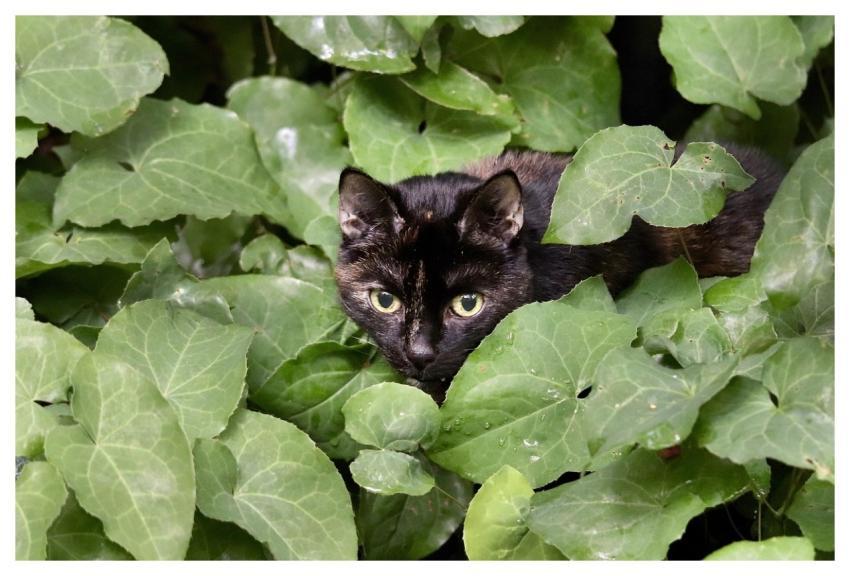 Cat Cat Eyes Domestic Cat Pet