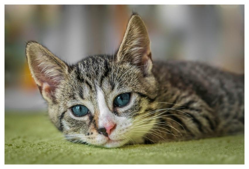 European Shorthair Cat Nature Pet