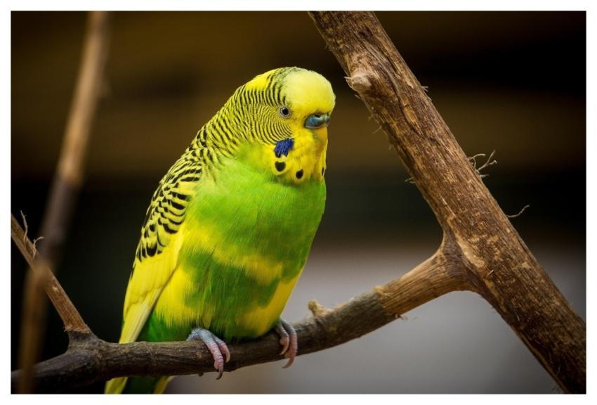 Bird Love Bird Perched Branch