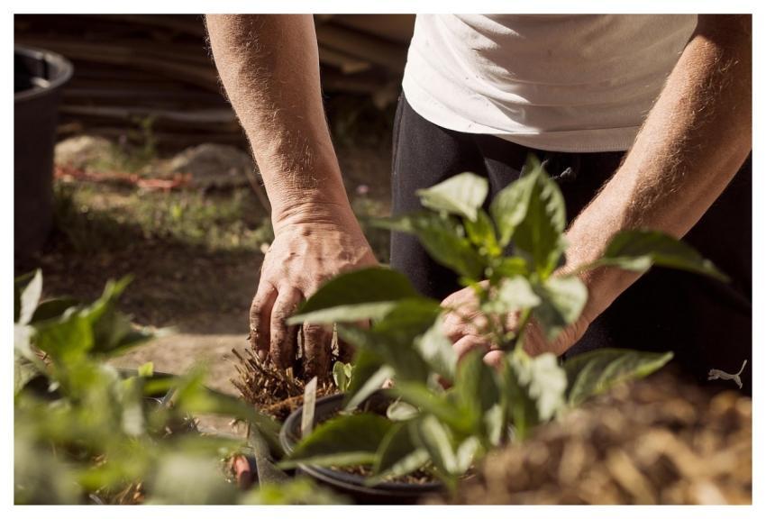 Garden Working Hands Dirt Nature