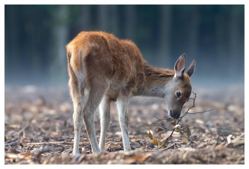Deer Red Deer Wildlife Nature