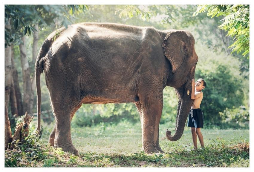 Elephant Child Friends Friendship