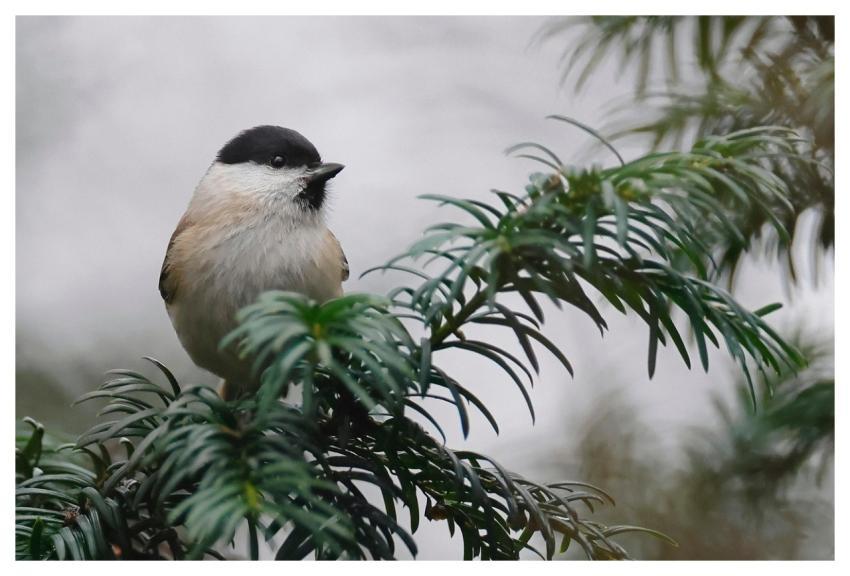 Bird Marsh Tit Frost Branch
