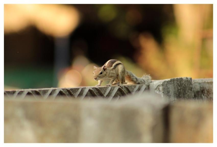 Squirrel Mammal Animal Chipmunks