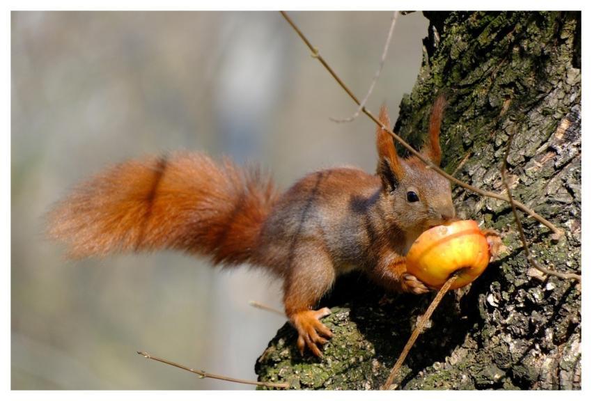 The Squirrel Rodent Animal Nature