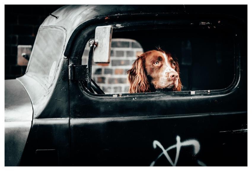 Dog Puppy Pet Friendship