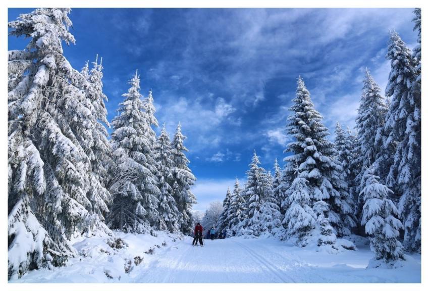 Skiing Snow Trees Path