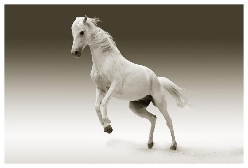 Horse Mare Animal Female Horse