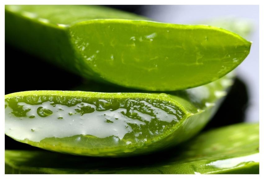 Aloe Aloe Vera Life Health