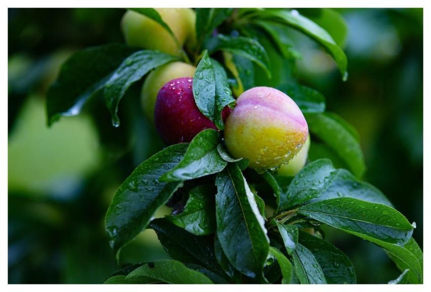 Pear Fruit Pears Health