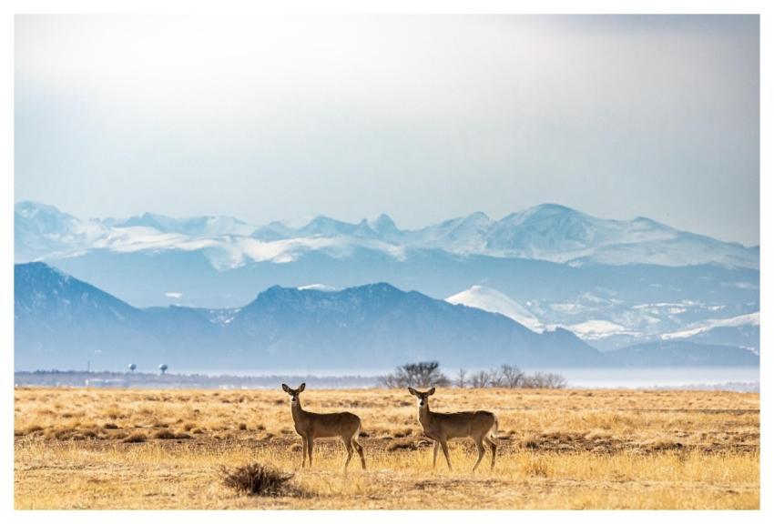 Deer Meadow Wildlife Rocky Mountains