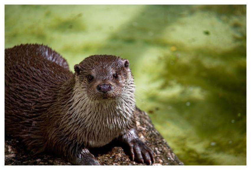 Otter Animal Wildlife Nature