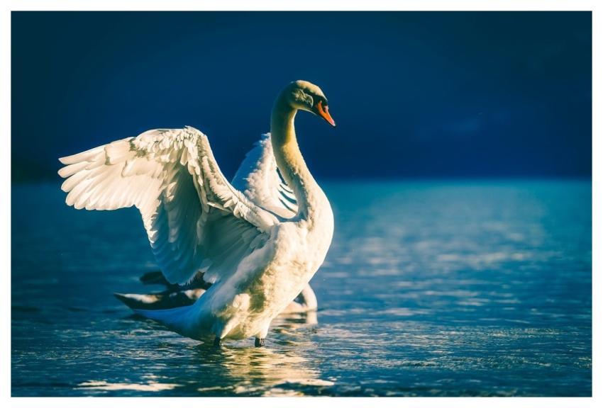 Swan Bird White Swan Animal