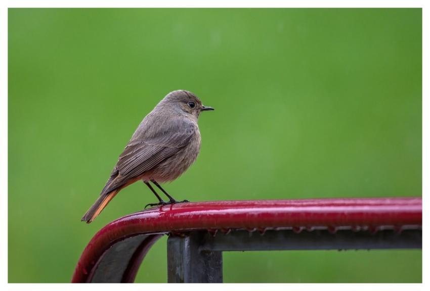 Bird Common Redstart Songbird Ornithology