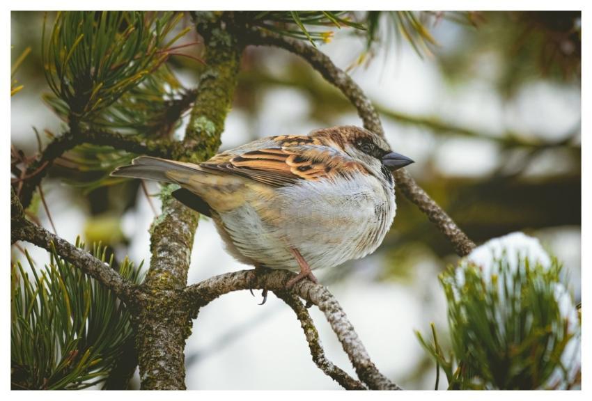 Ornithology Animal Winter Nature