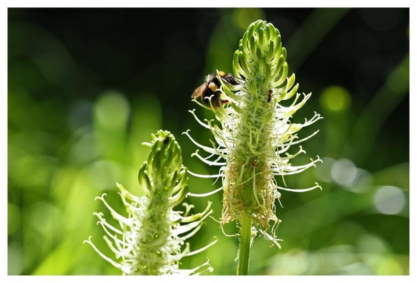 Bumblebee Pollination Insect Plant