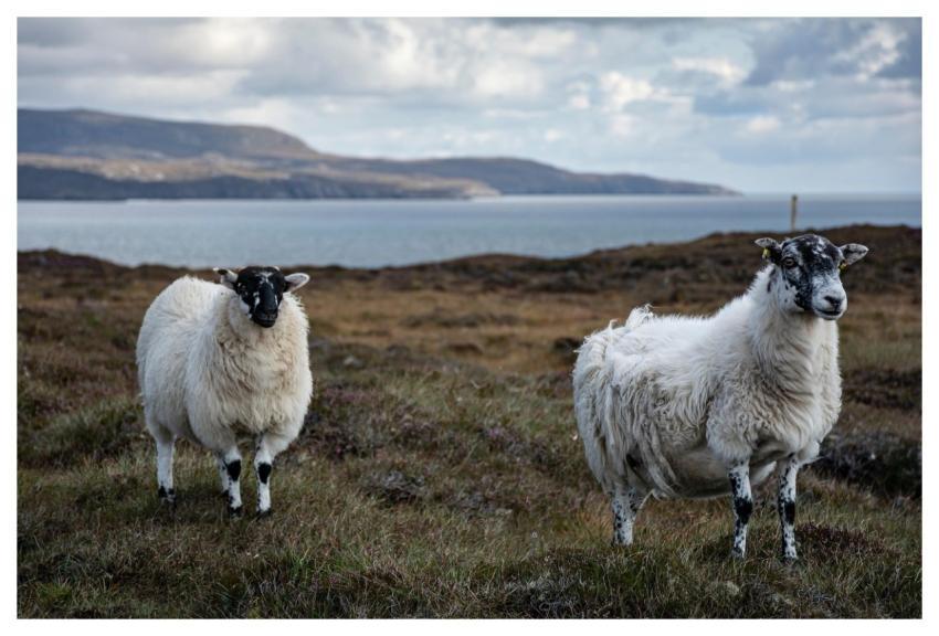 Sheep Cattle Nature Wool