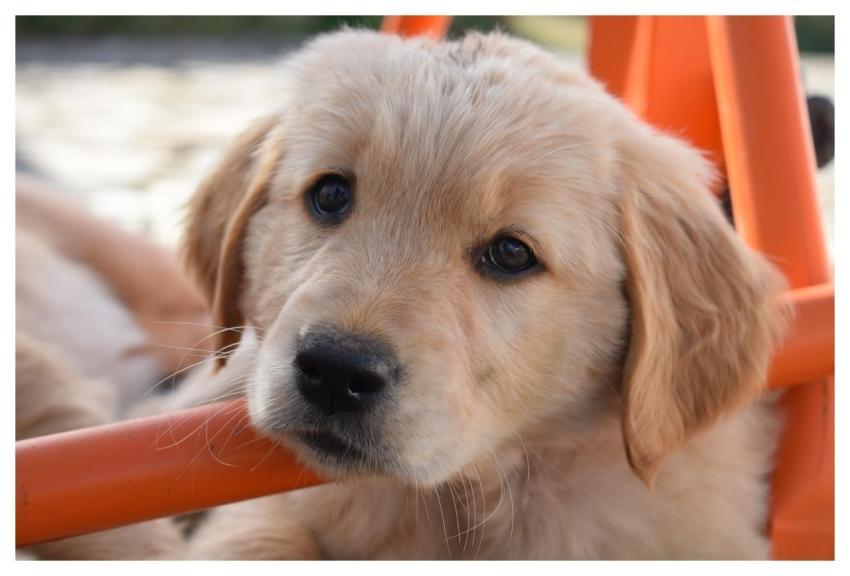 Dog Puppy Golden Retriever Pet