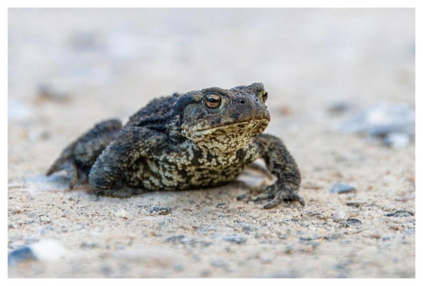Frog Amphibian Animal Wilderness