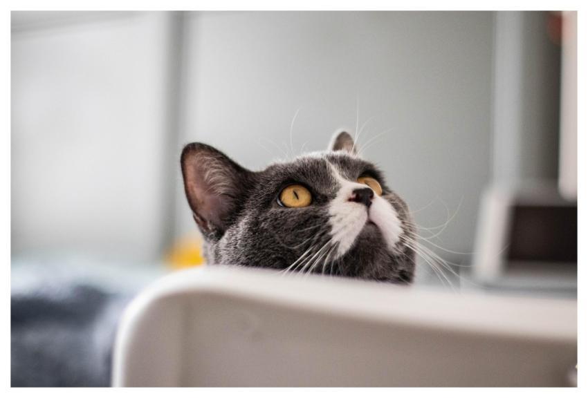 Cat Pet Nature Feline