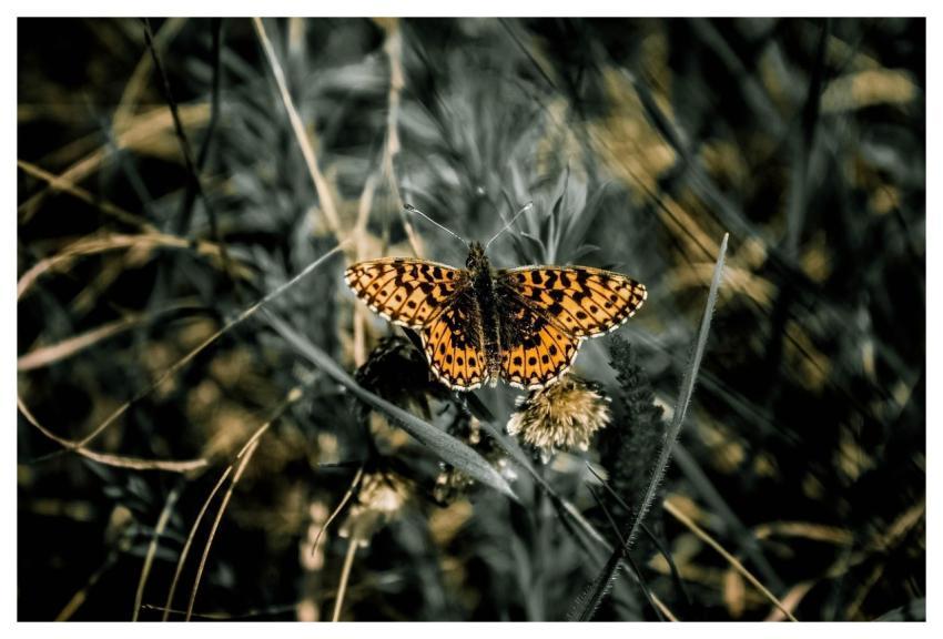 Butterfly Insect Wings Winged Insect