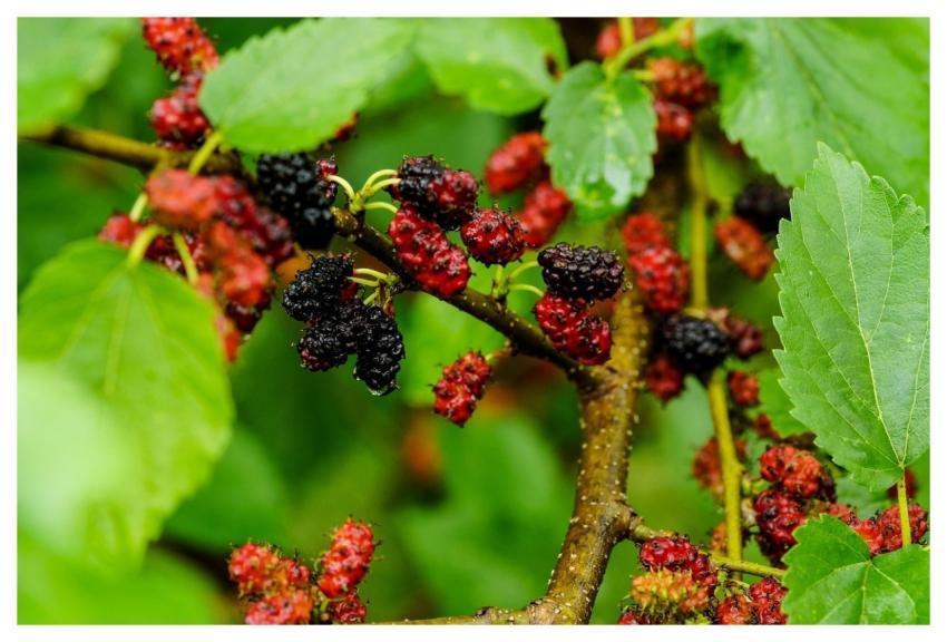 Fruits Colorfull Food Health