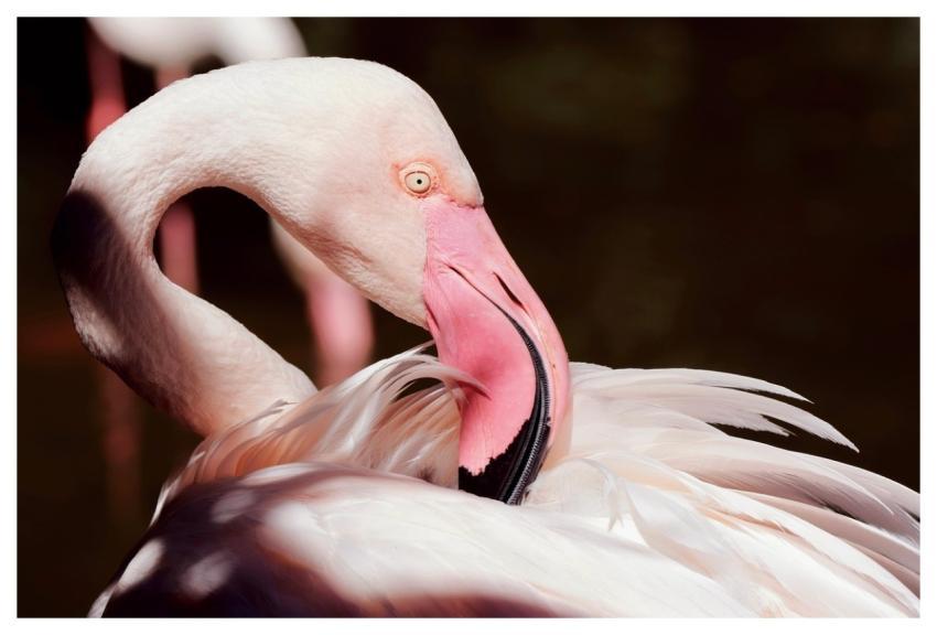 Flamingo Nature Bird Wildlife