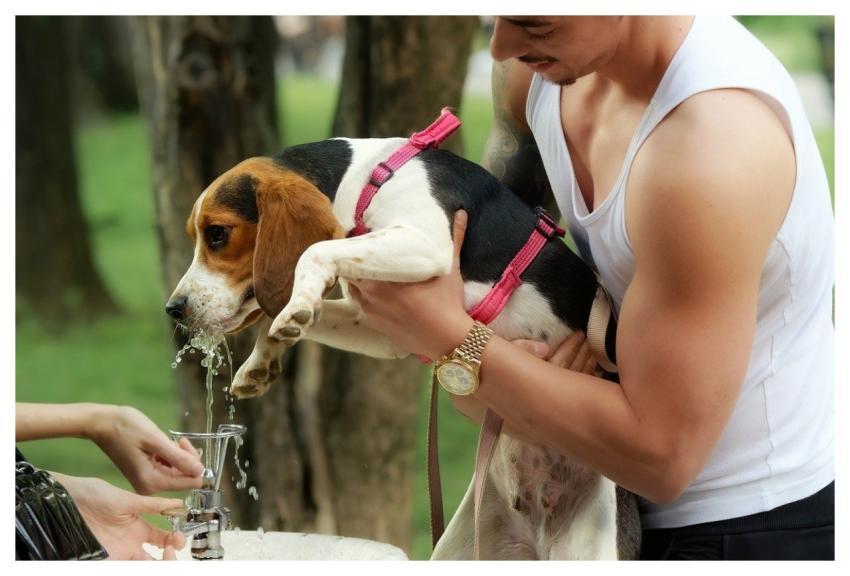 Dog Pet Leash Drinking