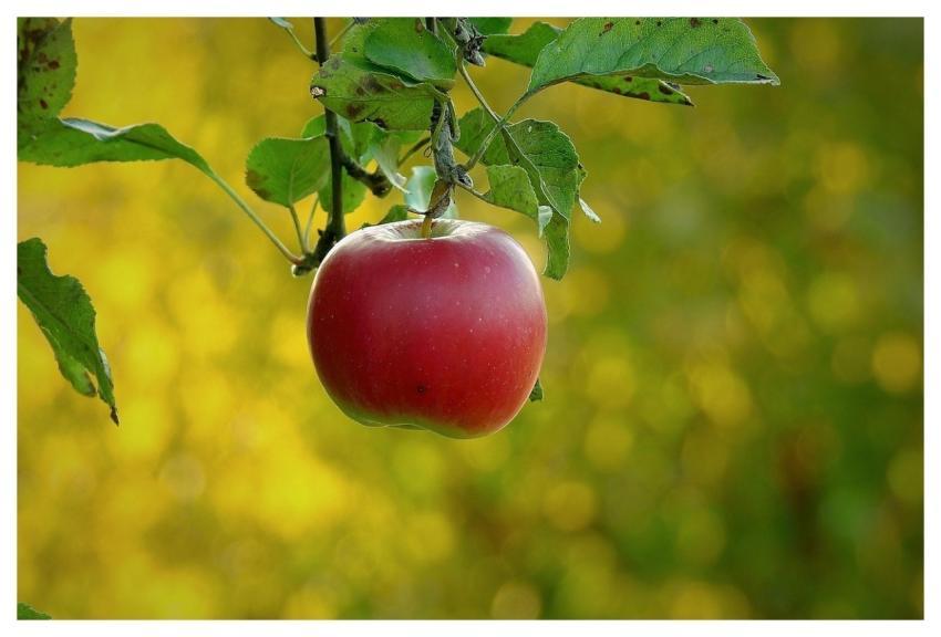 Apple Paradise Fruit Health 5892437