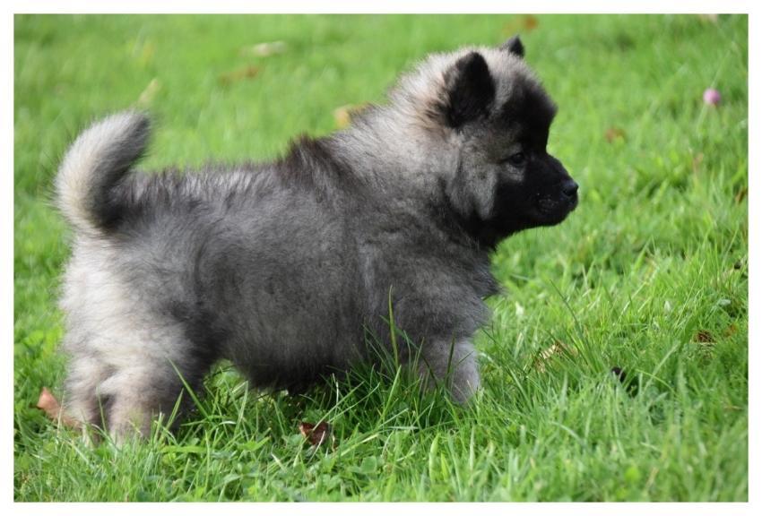 Eurasier Puppy Young Dog Canine Companion Dog