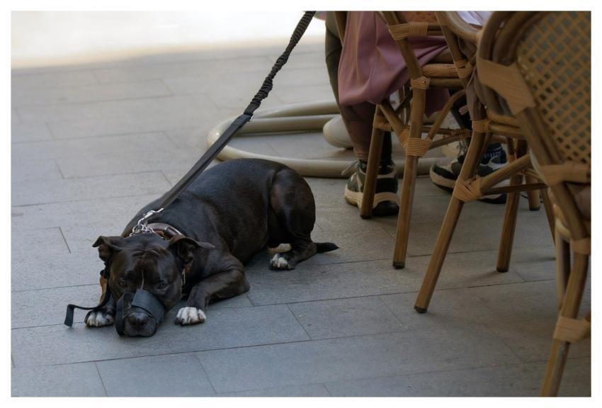 Dog Pet Leash Animal