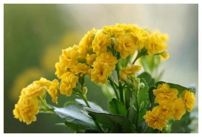 Kalanchoe Flowers Yellow Flowers Plants